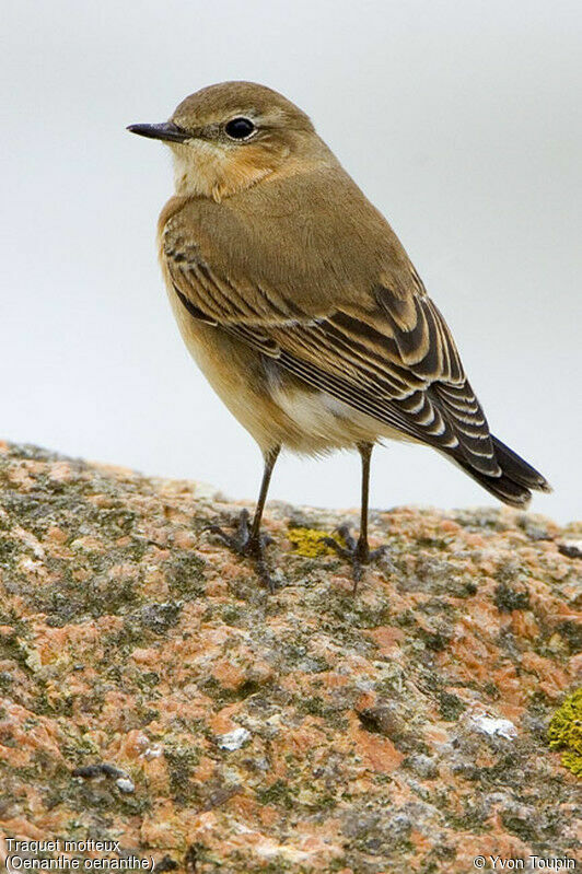 Northern Wheatear, identification