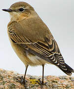 Northern Wheatear