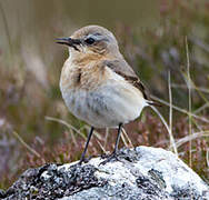 Northern Wheatear