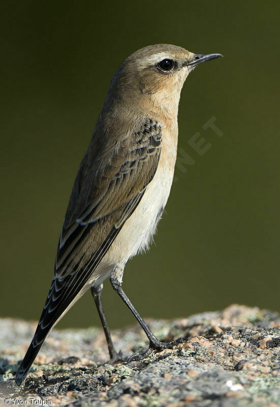 Northern Wheatear, identification