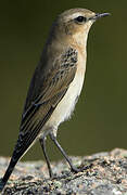 Northern Wheatear