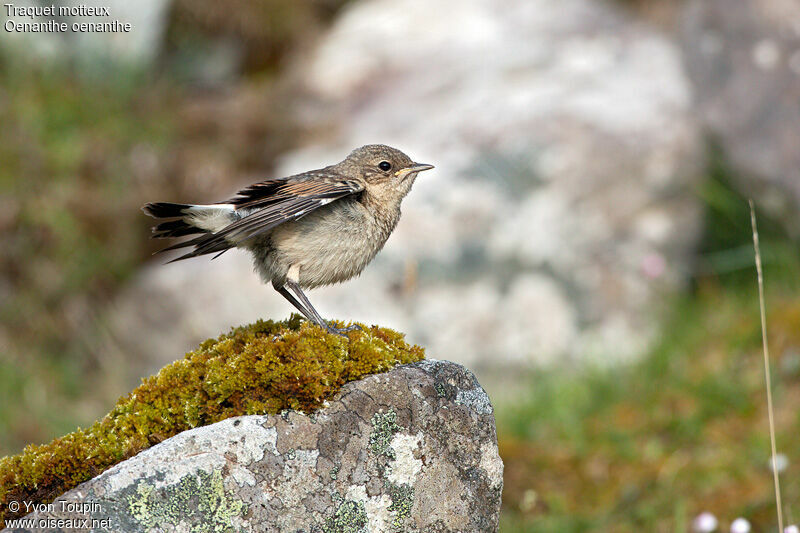 Traquet motteuxjuvénile, identification