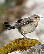 Northern Wheatear