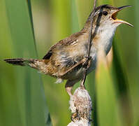 Marsh Wren