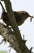 Eurasian Wren