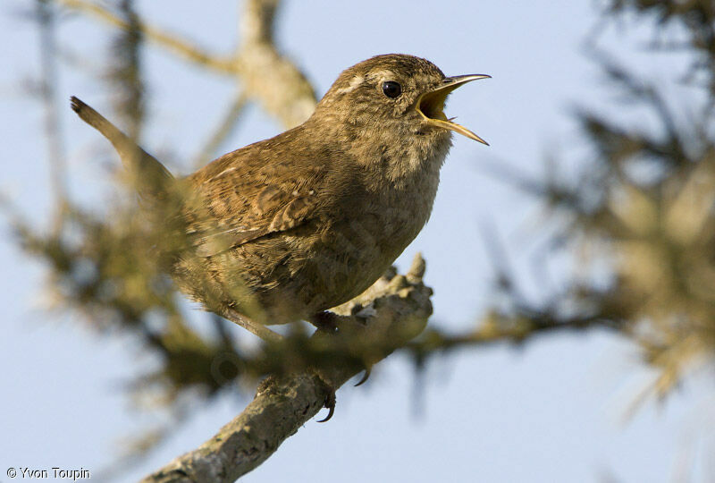 Eurasian Wren, song