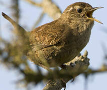 Eurasian Wren