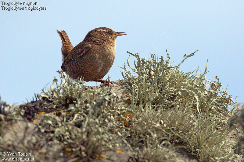 Eurasian Wren, identification