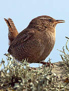 Eurasian Wren