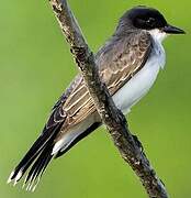 Eastern Kingbird