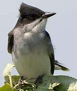 Eastern Kingbird