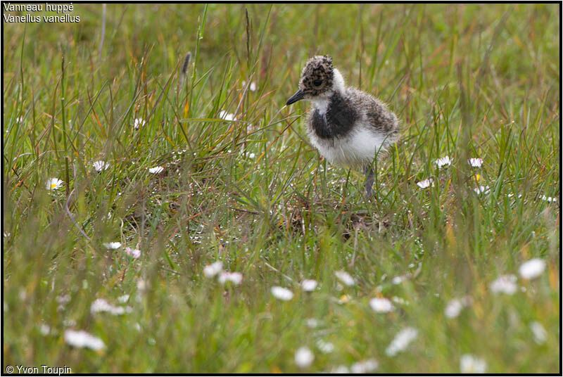 Northern Lapwingjuvenile