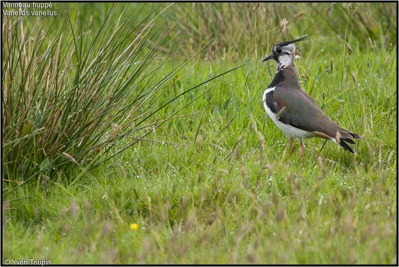 Vanneau huppéadulte nuptial, identification