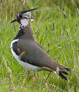 Northern Lapwing