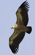 Griffon Vulture