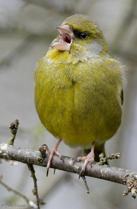 European Greenfinch, song