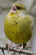 European Greenfinch