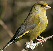 European Greenfinch