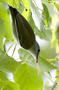 Red-eyed Vireo