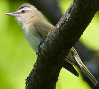 Red-eyed Vireo