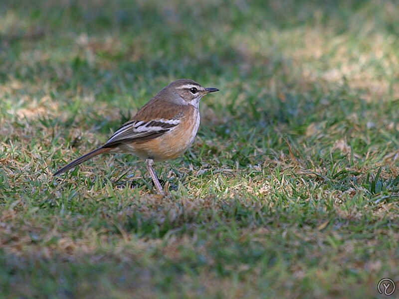 Agrobate à dos roux, identification