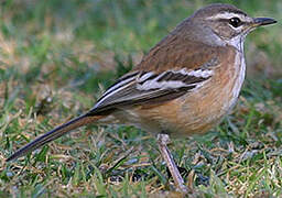 White-browed Scrub Robin