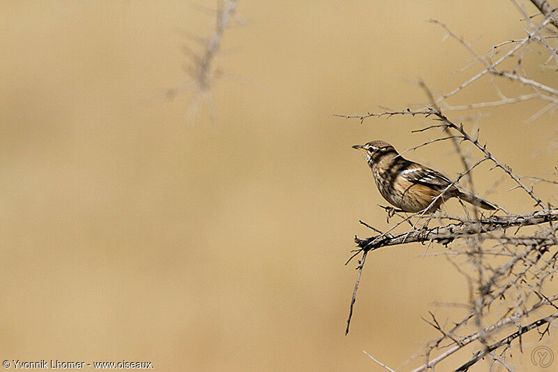 Agrobate à dos rouxadulte, identification