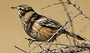 White-browed Scrub Robin