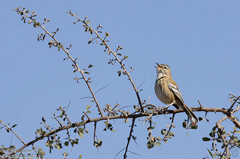 Agrobate à dos rouxadulte nuptial, habitat, pigmentation, chant, Comportement