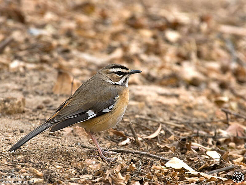 Bearded Scrub Robinadult, identification