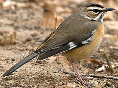 Bearded Scrub Robin