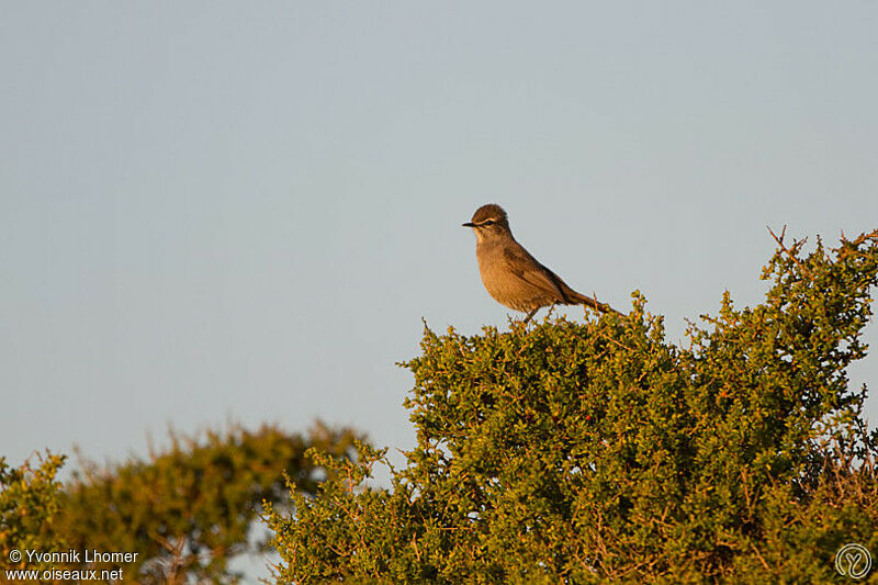 Karoo Scrub Robinadult, identification