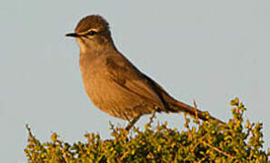 Karoo Scrub Robin