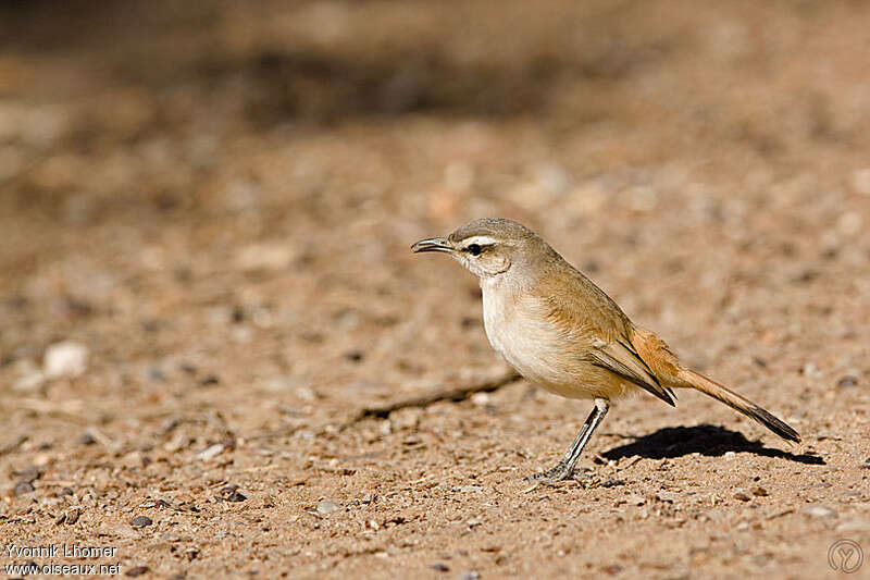 Agrobate du Kalahariadulte, identification