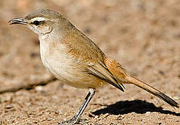 Kalahari Scrub Robin