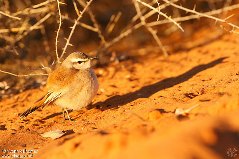 Kalahari Scrub Robinadult, identification