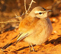 Kalahari Scrub Robin