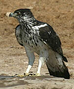 African Hawk-Eagle