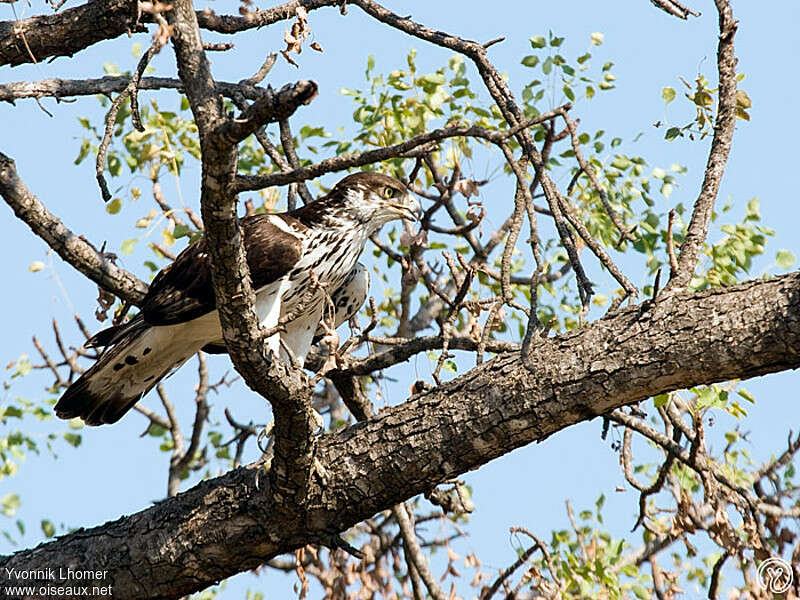 African Hawk-Eagleadult, identification