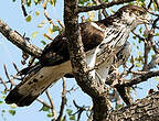 Aigle fascié