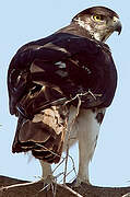 African Hawk-Eagle