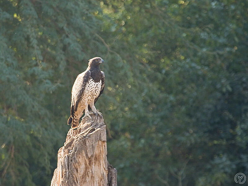 Aigle martial, identification