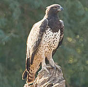 Martial Eagle