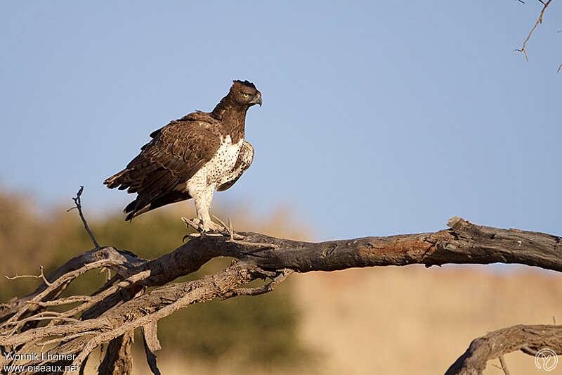 Aigle martialadulte, identification