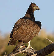 Martial Eagle