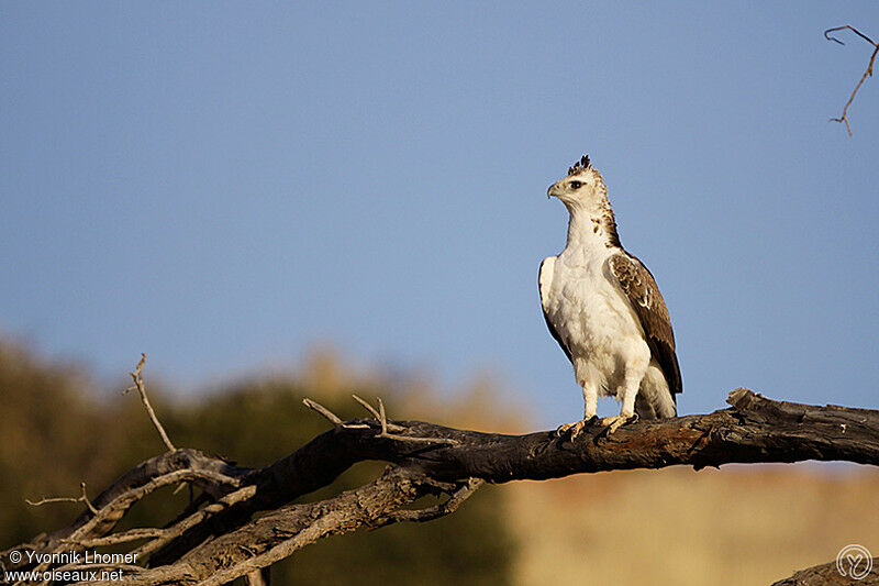 Aigle martialimmature, identification