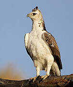 Martial Eagle