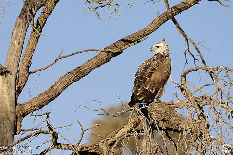 Martial Eagleimmature, moulting, pigmentation