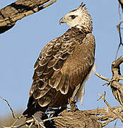 Martial Eagle