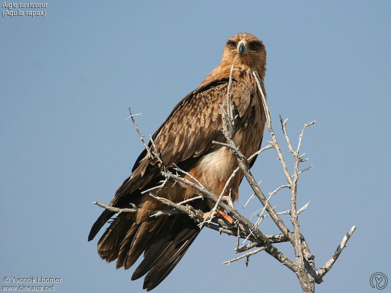 Aigle ravisseuradulte, identification